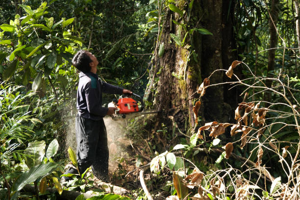 Trusted Lake Oswego, OR Tree Service Experts